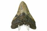 Fossil Megalodon Tooth - North Carolina #161441-2